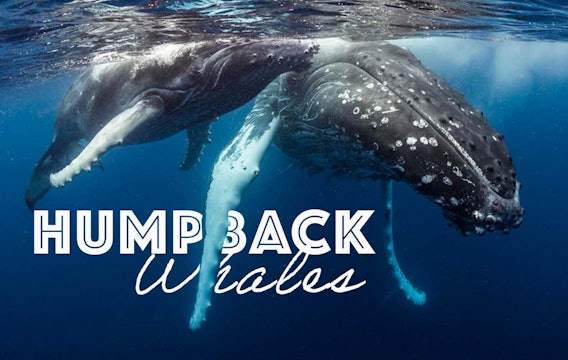 Pod of humpback whales dance