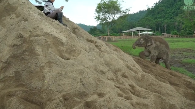 Playful Elephant Pyi Mai With Big Sand Pile