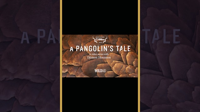 A Pangolin's Tale (Trailer)