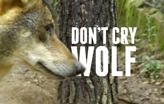 Don't Cry Wolf: you may be winning