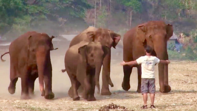 Elephants relationship with human carer