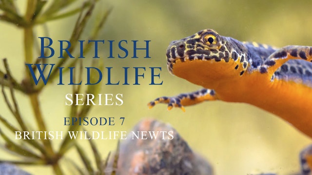 British Wildlife Series - Episode 7 - British Wildlife Newts