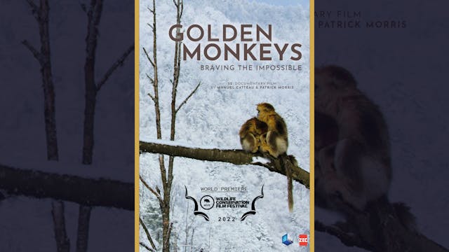 Golden Monkeys (Trailer)
