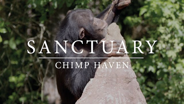 Chimp Haven