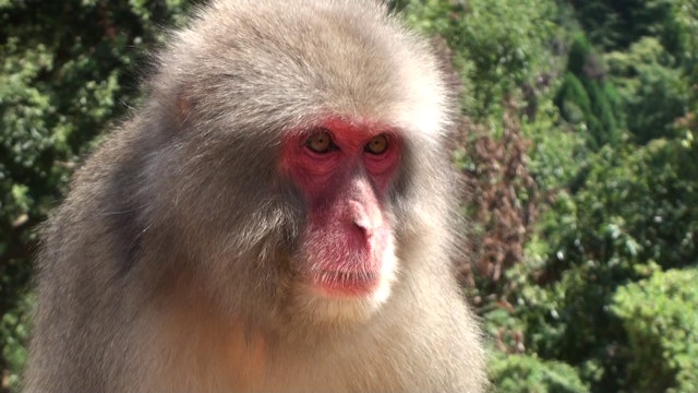 Arashiyama Macaques