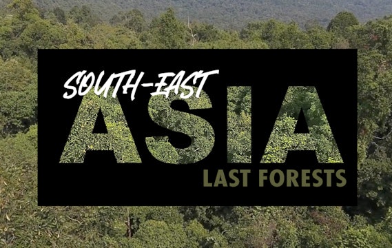 South-East Asia's last forests