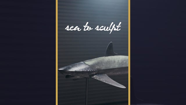 Sea to Sculpt (Trailer)