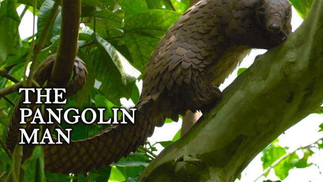 The Pangolin Man