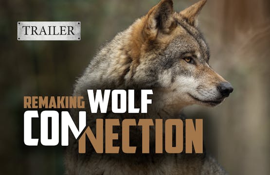 Remaking the Wolf Connection (Trailer)