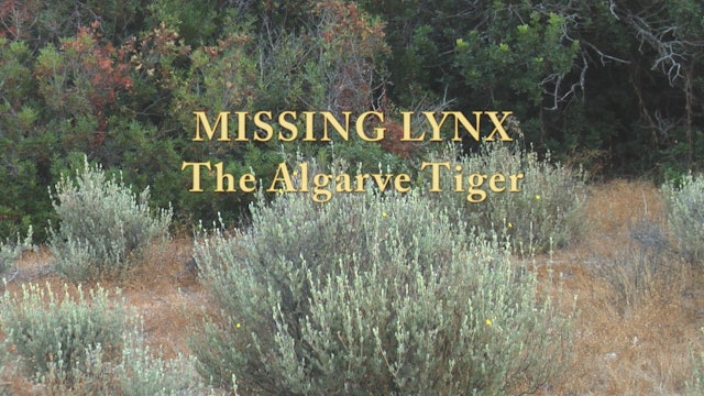 Missing Lynx:  the Algarve tiger