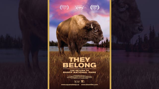 They Belong: The Return To Banff National Park
