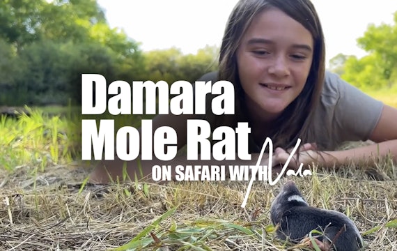 On Safari with Nala - Damara Mole Rat