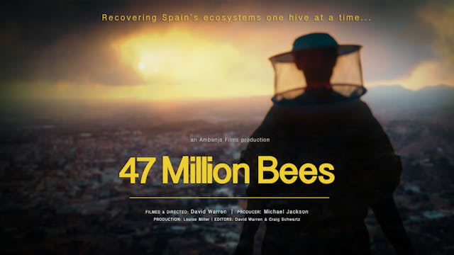 47 Million Bees