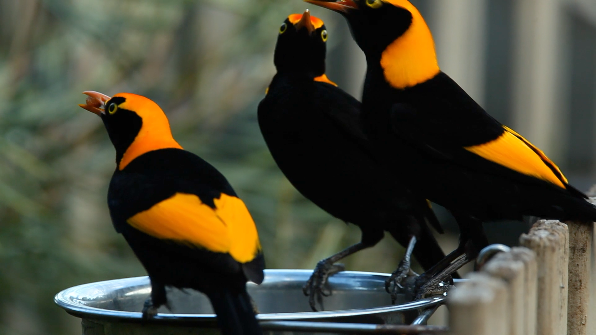 Green Cauldron - Peter O'Reilly