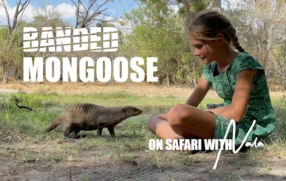 On Safari with Nala - Banded Mongoose