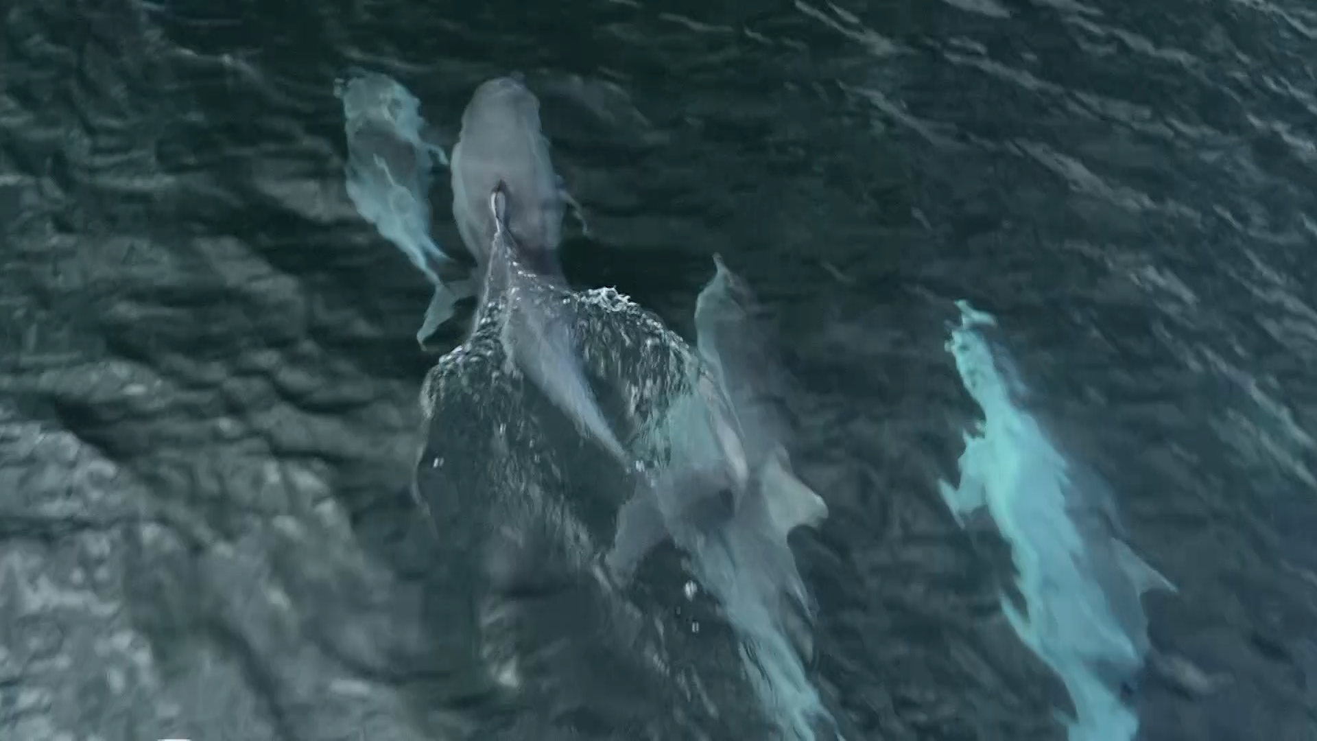 Kangaroo Island - Andrew Neighbour