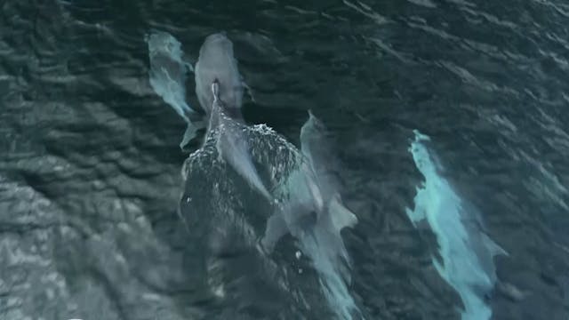 Kangaroo Island - Andrew Neighbour