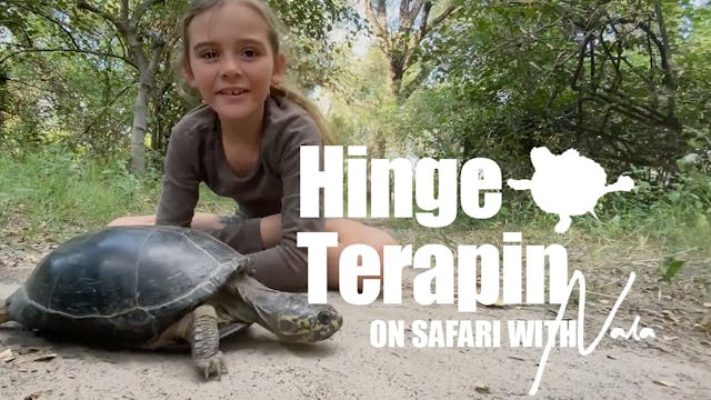 On Safari With Nala - Hinge Terapin 