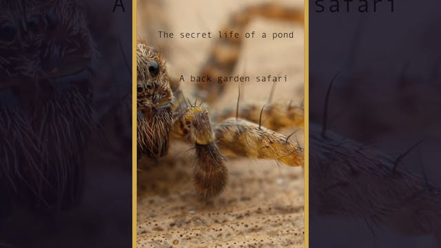 The Secret Life of a Pond (Trailer)