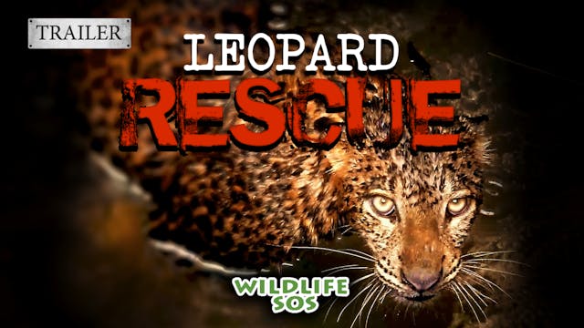 Leopard Rescue Trailer 