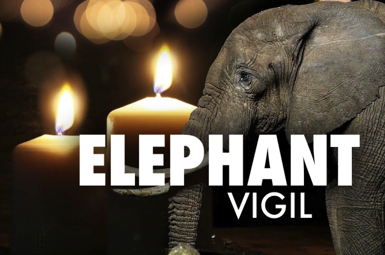 Vigil4Elephants