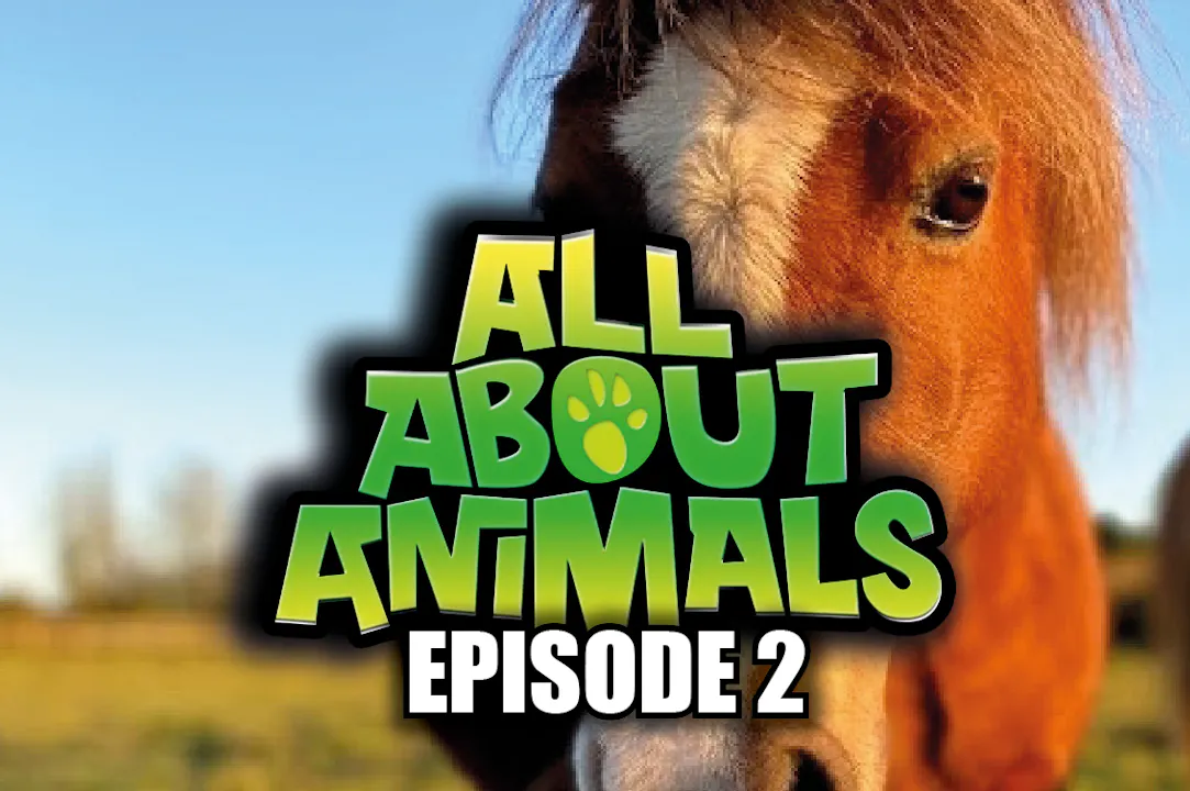 All About Animals - Series 1 - Episode 2 - Ecoflix | Empowering Change