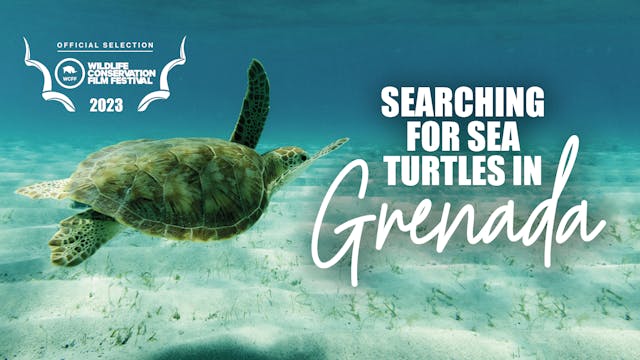 Searching For Sea Turtles In Grenada