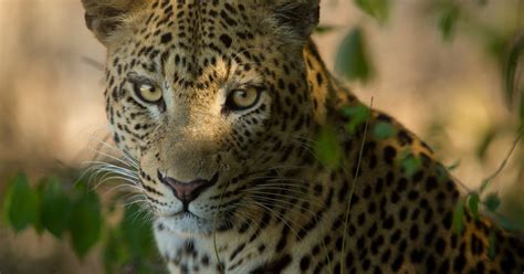 Over and Above Africa