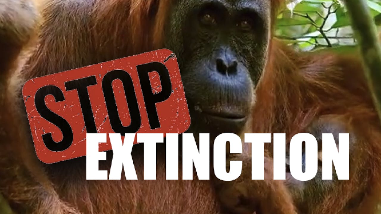 Stop Extinction - Ecoflix | Empowering Change