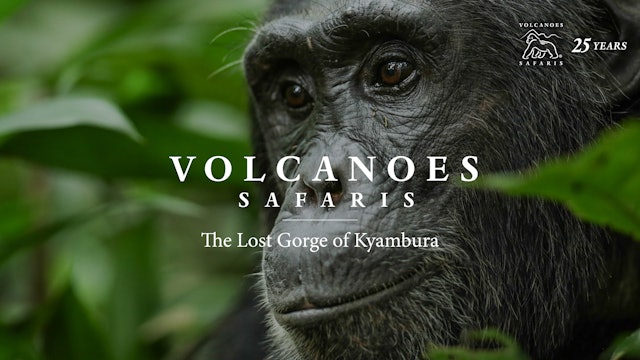 Volcanes Safaris: Protecting the Lost Chimpanzees of Kyambura Gorge