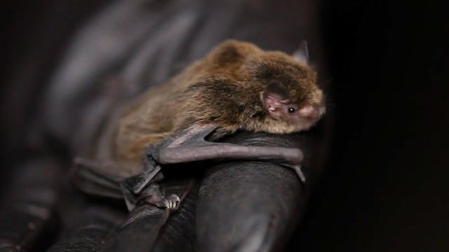 Blue Mountains - Margaret Turton