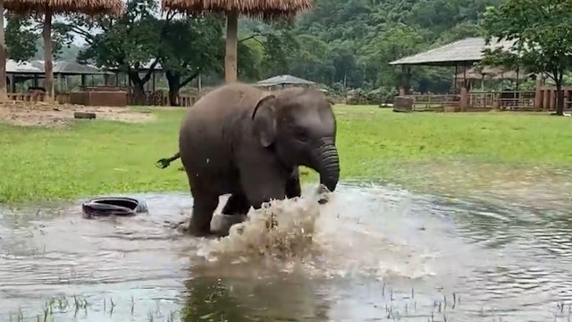 Baby elephant plays in water