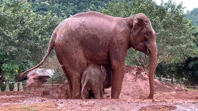 Mother and baby play in the mud together