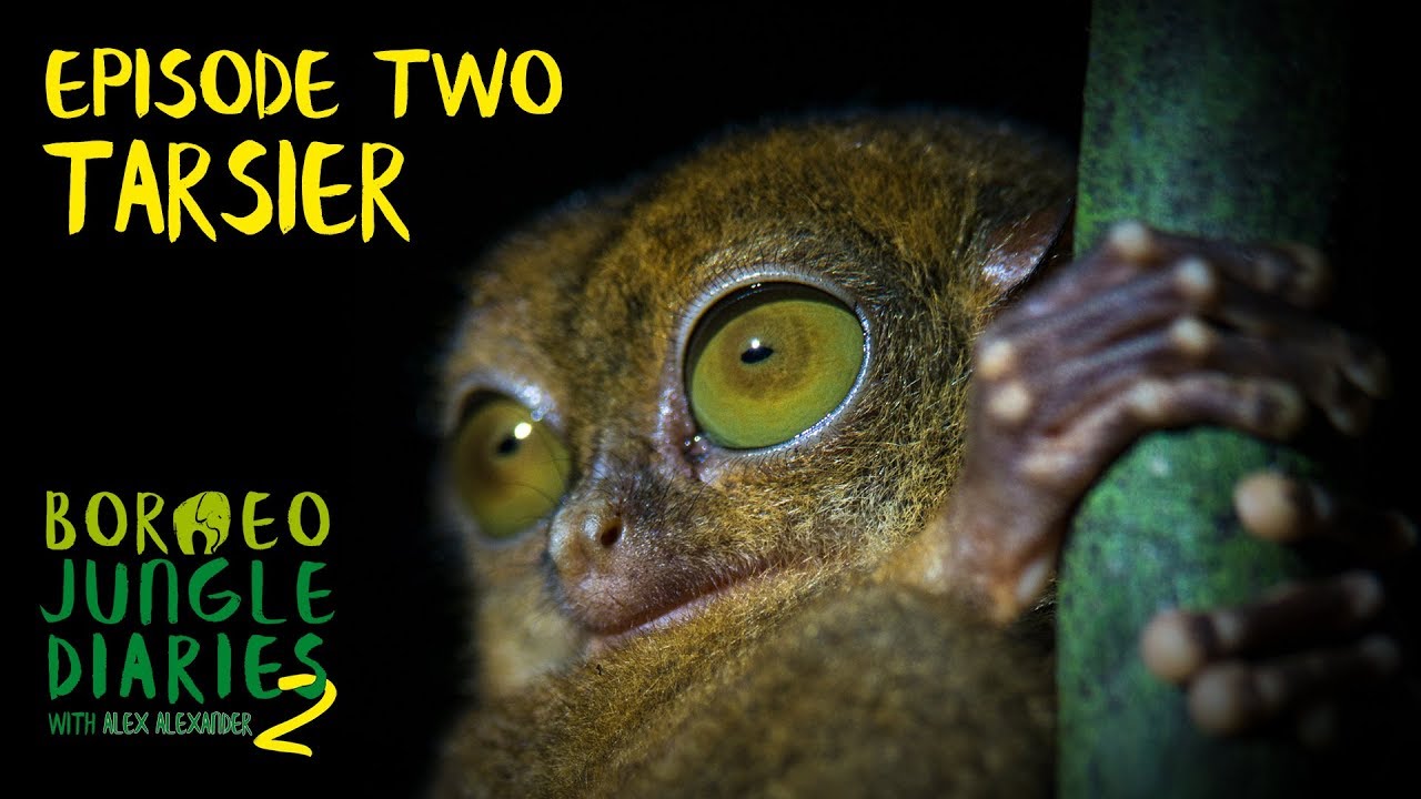 Borneo Jungle Diaries - series 2, episode 02