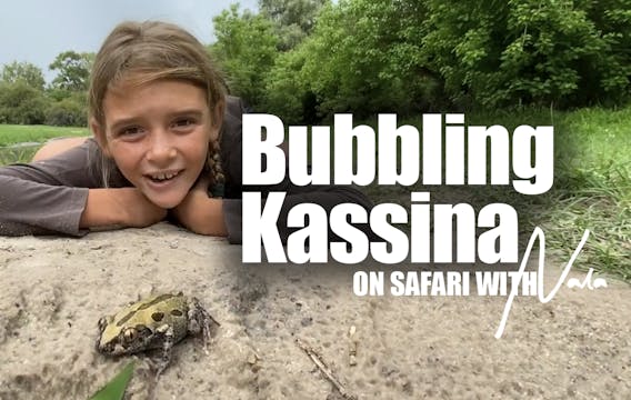 On Safari With Nala - Bubbling Kassina