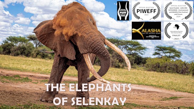 Out now: The Elephants Of Selenkay 