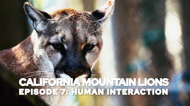 California Mountain Lions Episode 7