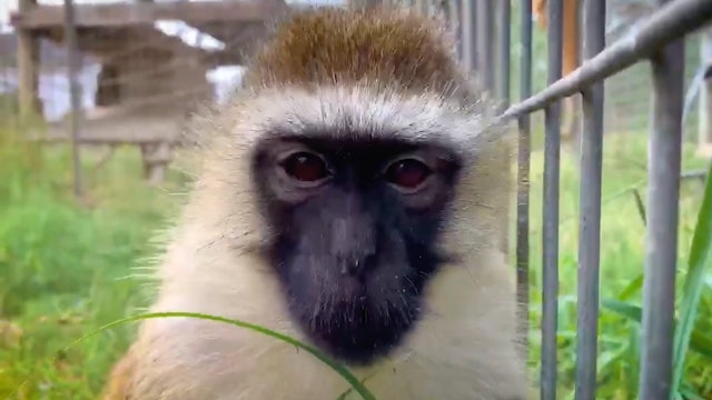 Kate visits a monkey sanctuary