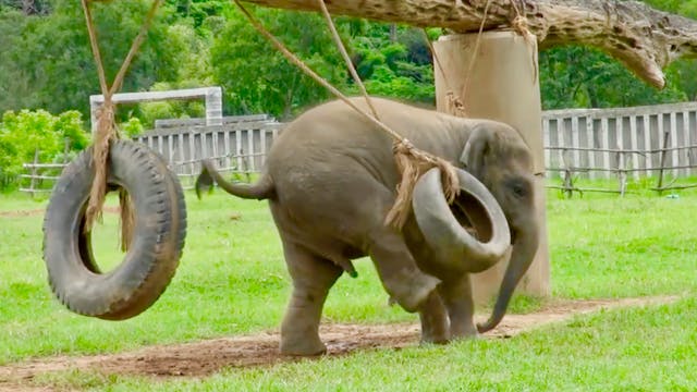 Baby elephant plays with tyre
