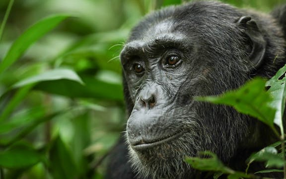 The Future of Gorillas and Chimpanzee...