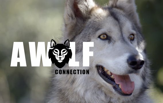 A Wolf Connection
