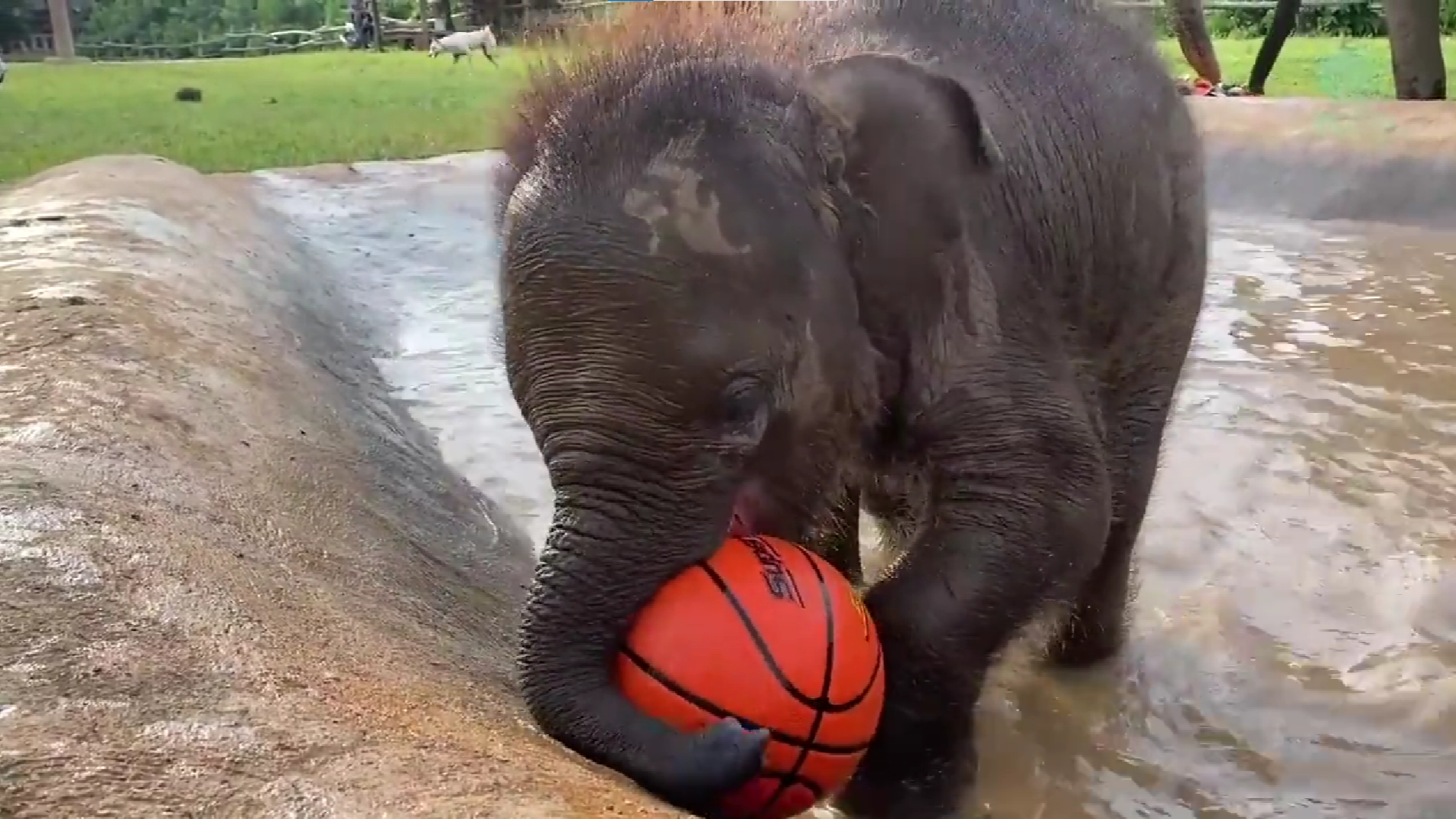 Playful Baby Elephant 