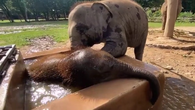 Baby Elephant Enjoys Bath