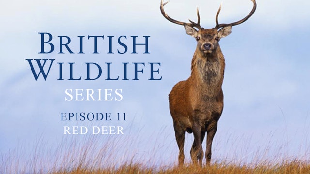   British Wildlife Series- Episode 11- Red Deer