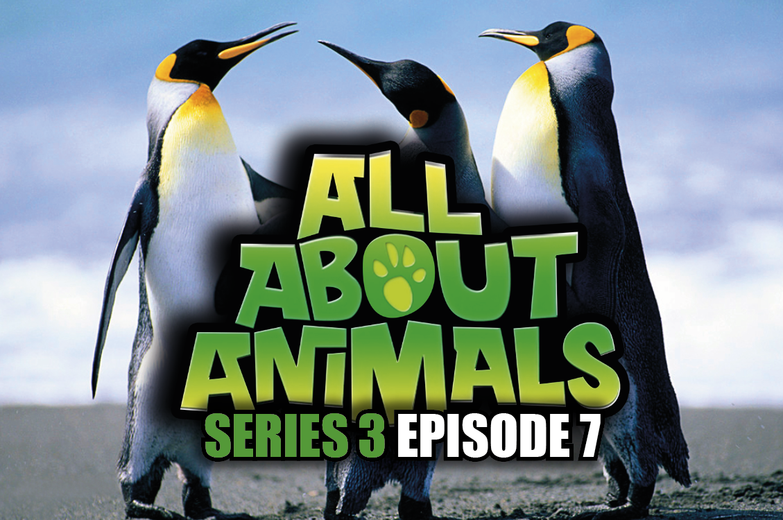 All About Animals - Series 3 - Episode 7