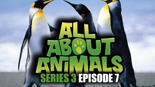 All About Animals - Series 3 - Episode 7