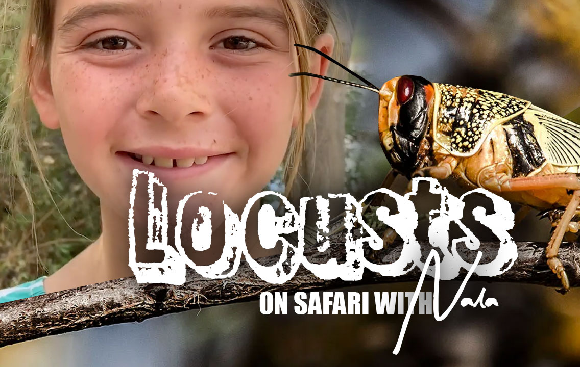 On Safari with Nala - Locusts
