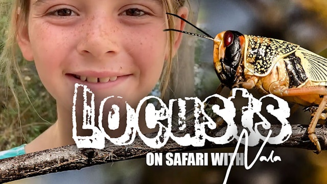 On Safari with Nala - Locusts