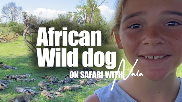On Safari with Nala - African Wild dog 