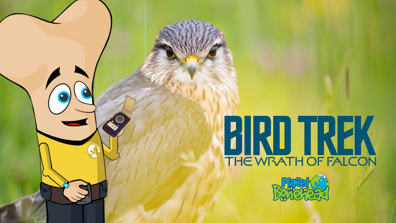 Planet Bonehead - Episode 6: Bird Trek The Wrath of Falcon